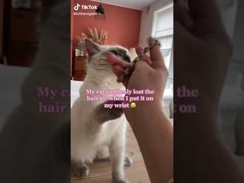 Cat: Hair Tie Trick On Your Cat #Shorts (See Description)