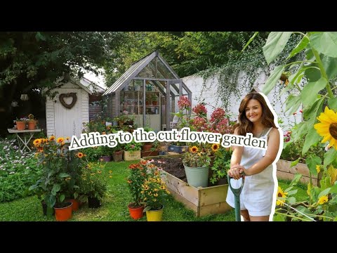 Adding to the cut flower garden 🌻 September flowering perennials