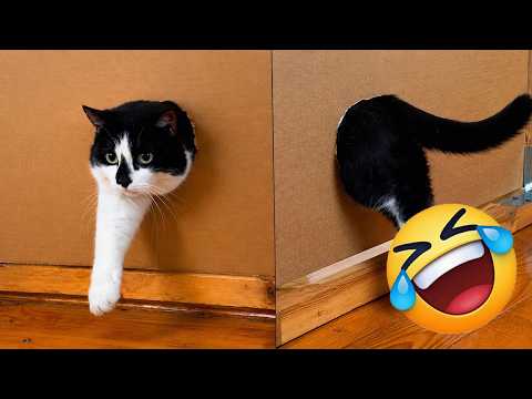 The Funniest Cats and Dogs Ever Recorded 🐶🐱