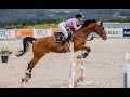 Ruin Tsjechisch sportpaard Te koop 2016 Donker bruin / bai ,  Jimtown