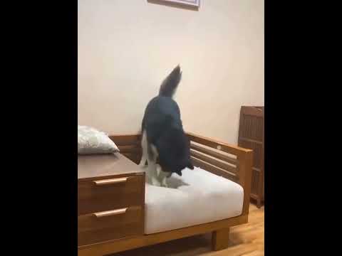 Iam just checking quality of sofa 🛋 😂😂☺️#shorts #youtubeshorts