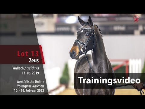 Online Youngster-Auktion Training Lot 13 Zeus Wallach v. Zoom - Belissimo M