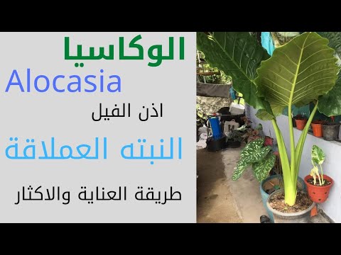 , title : 'الوكاسيا/Alocasia plant/اذن الفيل/طريقة العناية والاكثار'