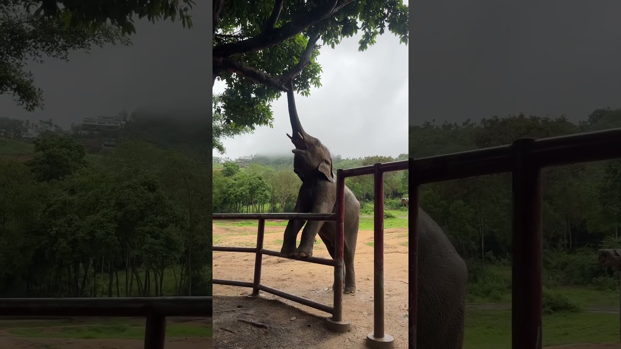 YouTube Short thumbnail