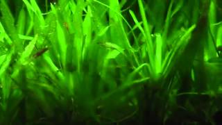 plantado, Acuario 80 litros densamente plantado su evolucioÌn y sus habitantes platy coral