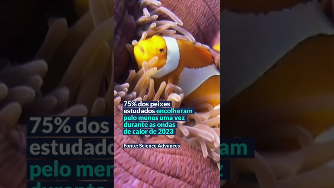 Os peixes-palhaços estão encolhendo!