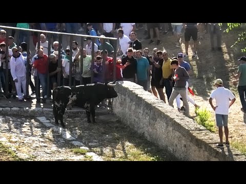 Portillo 2023 Encierro con Toros Bravos