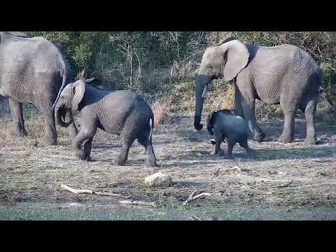 Djuma: Small group of Elephants with a tiny one - 16:33 - 08/05/2022