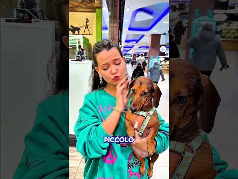 Entrato nel centro commerciale da cucciolo! Anche l'allarme è scattato🐕🐩❤️#shorts