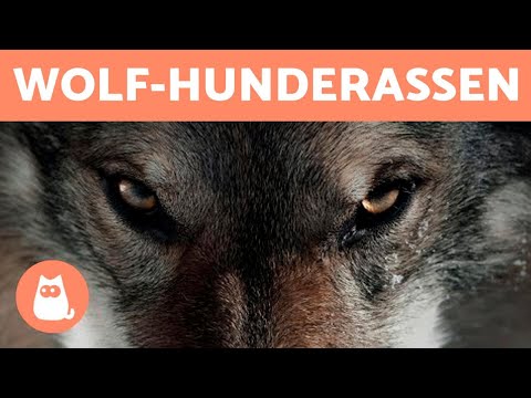 10 DOG BREEDS THAT LOOK LIKE WOLVES 🐺
