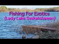 Video Thumbnail for Fishing For Exotics.(Lady Lake Saskatchewan)