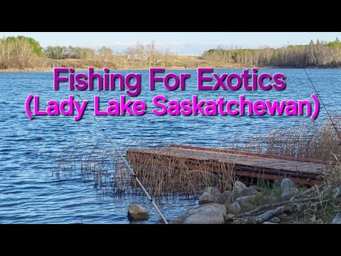 Fishing For Exotics.(Lady Lake Saskatchewan)