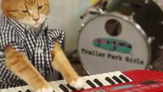 Смотреть онлайн Кот музыкант играет на синтезаторе