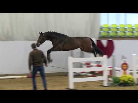 Cornet Obolensky - Cellestial *2015