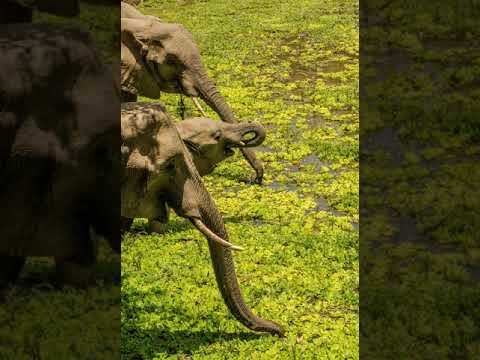 Dj Ganyani - Golden Race (feat. Ceinwen)