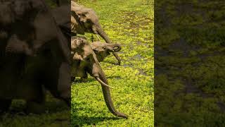 Dj Ganyani - Golden Race (feat. Ceiwen)