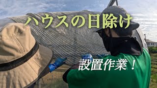 【ハウス】みんなでハウスの日除け設置作業！【盈科】