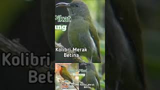 Download lagu suara Pikat Burung Kolibri Merak Jantan Dan betina ribut mp3 mp3 Download lagu suara Pikat Burung Kolibri Merak Jantan Dan betina ribut mp3 mp3