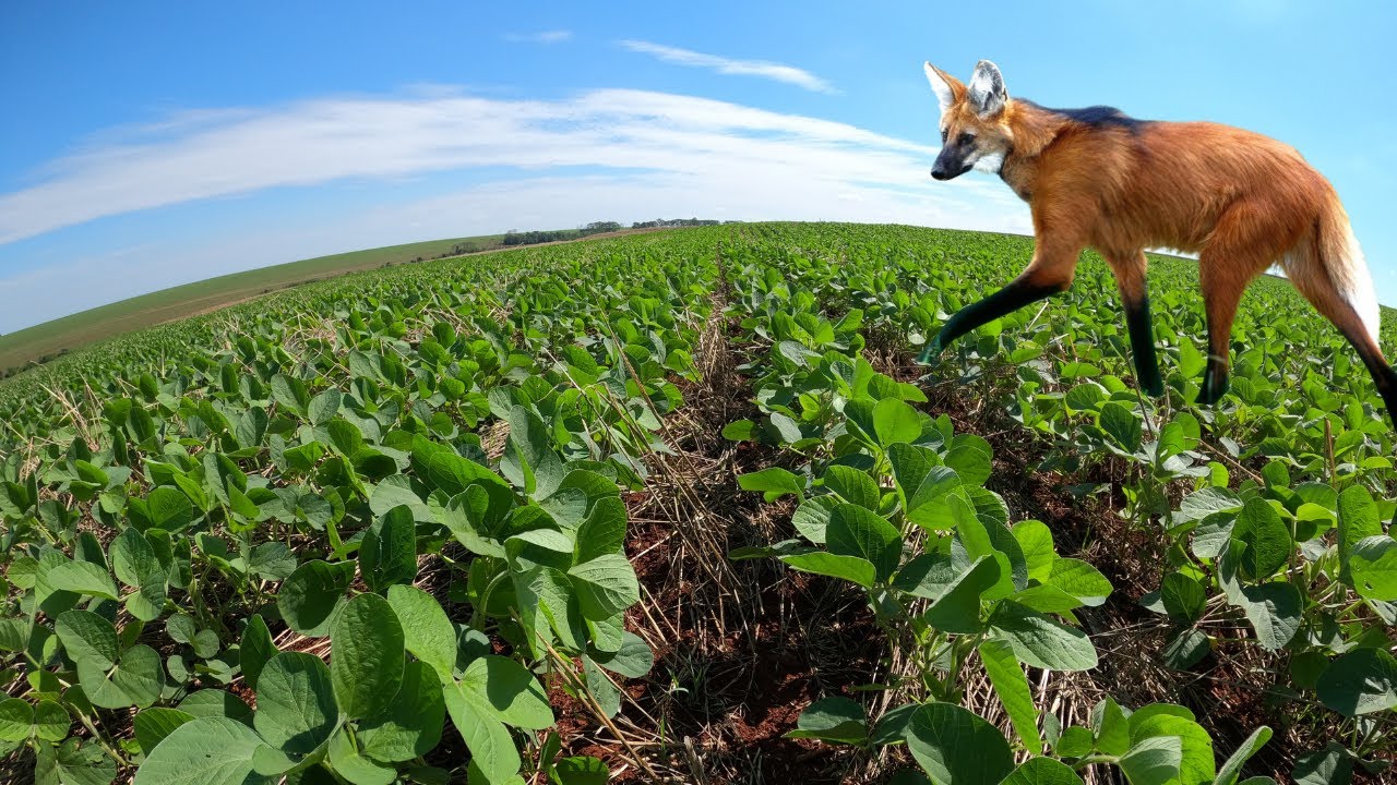 Filmei um Lobo Guará no meio da roça aqui no Paraná.