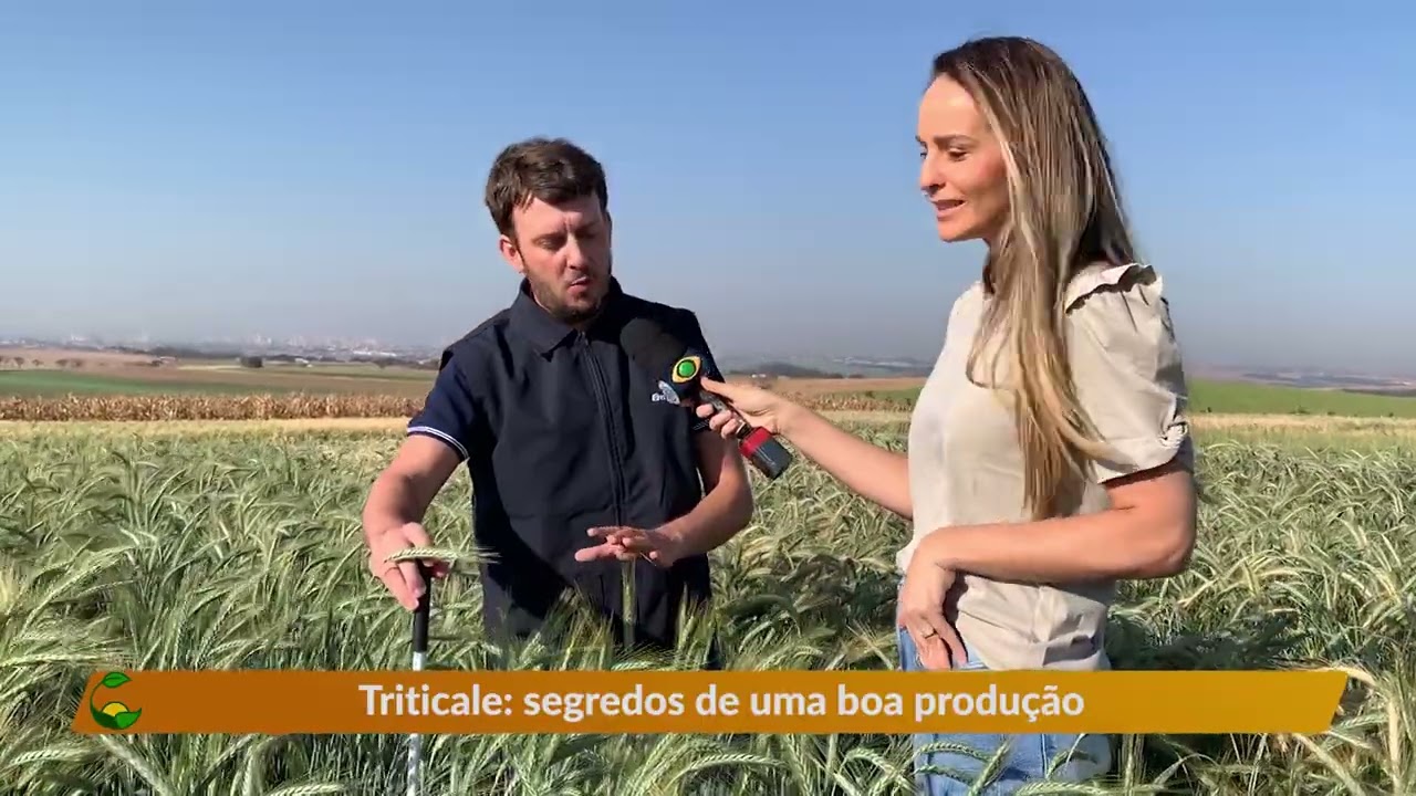 Conheça a produção de triticale