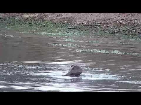 Djuma: Hippo marking side of dam wall and some displaying - 17:28 - 08/16/21