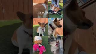 Video preview image #1 Mutt Puppy For Sale in Mission Viejo, CA, USA