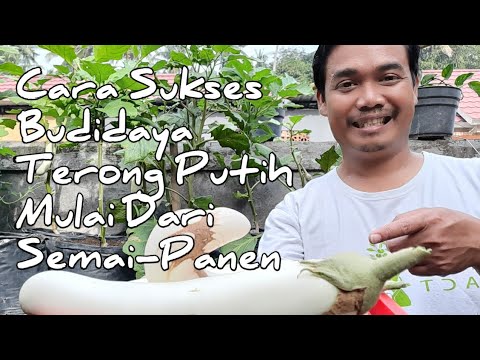 , title : 'Cara Sukses Budidaya Terong Putih Mulai Dari Semai Biji Sampai Panen, Urban Farming'