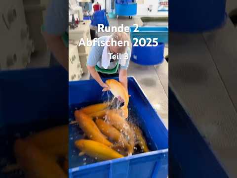 Video Vorschau Teil 3 Karashigoi