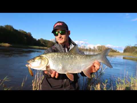 Jesienne bolenie - Rapala Minnow BX - Rzeka Odra