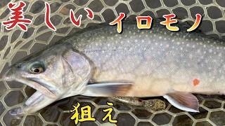 【百花繚乱】こんなに美しい魚が釣り堀で釣れるってヤバくない・・・【エリアトラウト】【レイクウッドリゾート】