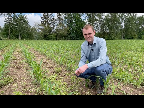 Feldexkursion 216: Herbizide im Mais - N.U. Agrar GmbH, 27.05.2022