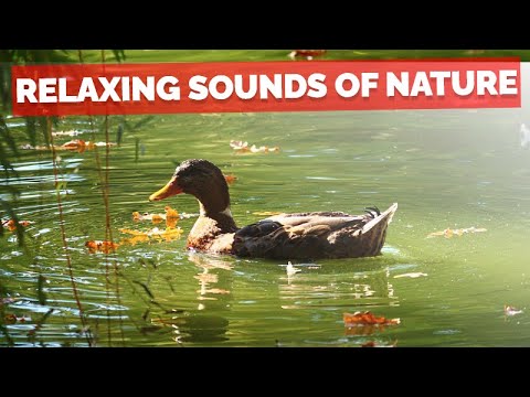Ducks quacking, eating and splashing on the river - Relaxing Sounds of Nature