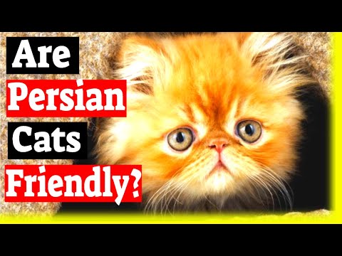 Are Persian Cats Friendly? How Much Is A Persian Cat?