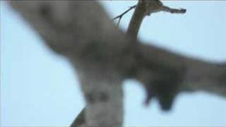 NICK CAVE.Today's Lesson.