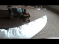 Dog Humping