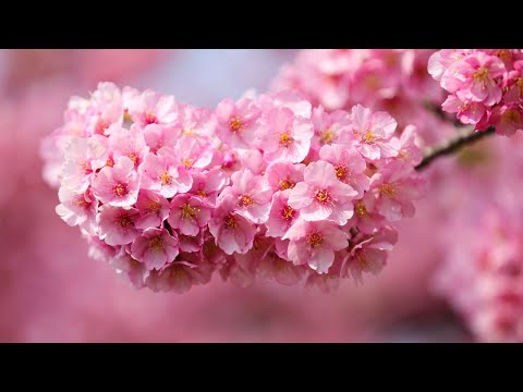 ВОССТАНОВЛЕНИЕ НЕРВНОЙ СИСТЕМЫ 🌿 Нежная музыка, успокаивает нервную систему и радует душу #16