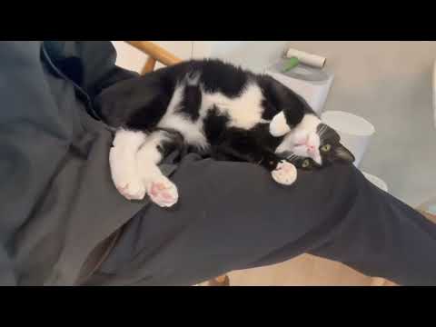 무릎을 좋아하는 검은 토끼