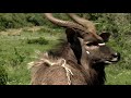 Dance Of The Nyala