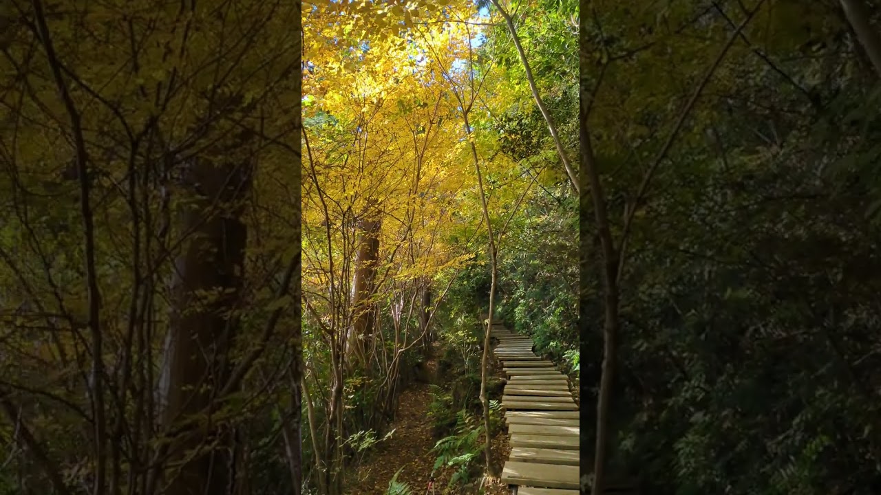 Stunning Autumn Leaves