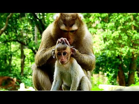 Amazing poor Brandi got warmly and best grooming from Bonita, she is really love her