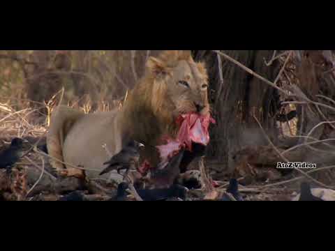 Gir National Park | animal planet full episode in hindi | documentary in hindi