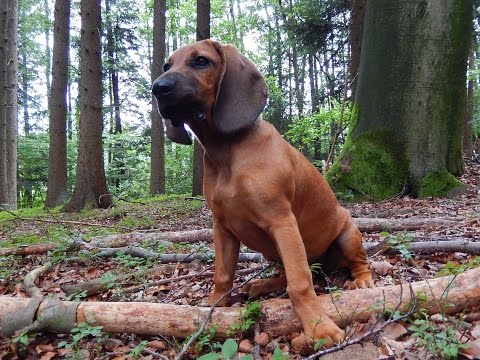 Fährtenarbeit, Nachsuche -    10 - 17 Woche, Schweisshundausbildung