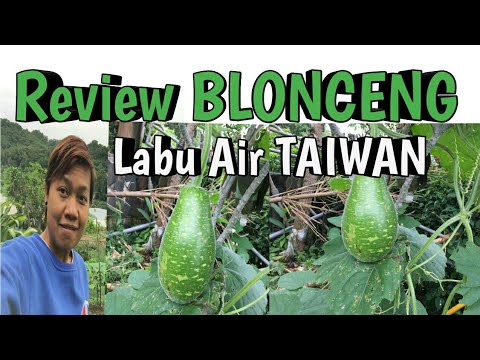 , title : 'Review BLONCENG LABU TAIWAN VIRAL /VLOG TKI TAIWAN'