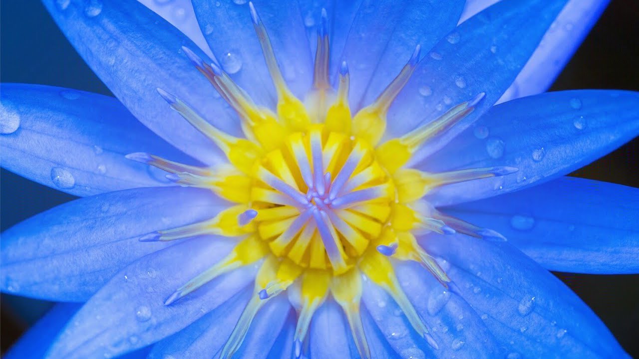 All flowers 4k wallpapers (2020) collection