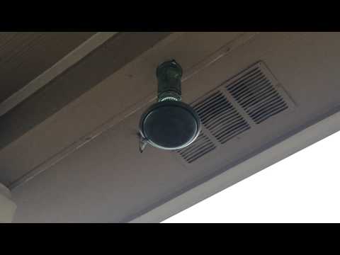 Juvenile male Black-chinned hummingbird