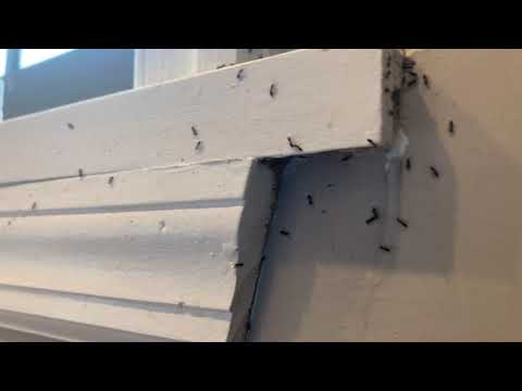 Odorous House Ants Coming Out of the Wall in Bradley Beach, NJ