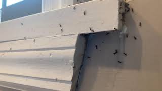 Odorous House Ants Coming Out of the Wall in Bradley Beach, NJ
