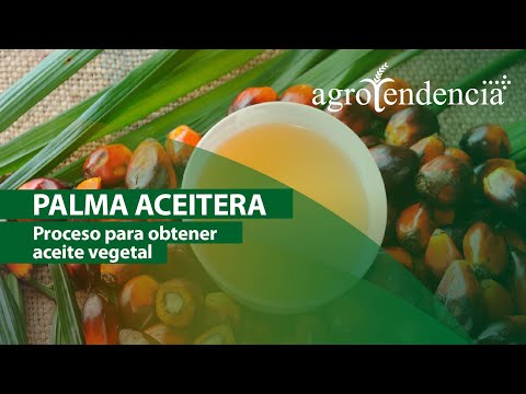 , title : 'Palma Aceitera | PROCESO PARA OBTENER ACEITE VEGETAL'