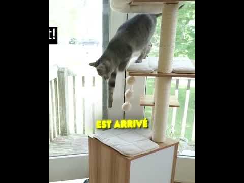 LE CHAT N'A RIEN COMPRIS ! 😱🤣