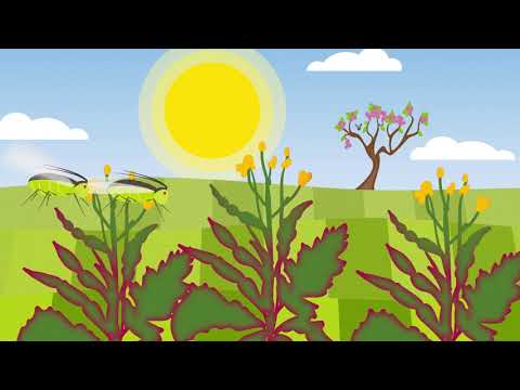 Die Ausbreitung des Wasserrübenvergilbungsvirus (TuYV)